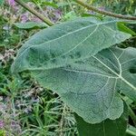 Sigesbeckia orientalis Blad