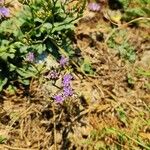 Limonium binervosumFlower