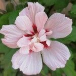 Hibiscus syriacusFloare