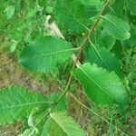 Salix caprea Leaf