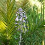 Nectaroscilla hyacinthoides Fleur