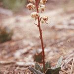 Pyrola picta Hábitos