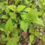 Persicaria nepalensis Leaf