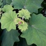 Roldana petasitis Hoja