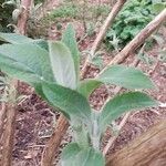 Buddleja nivea Hoja
