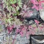 Geranium purpureum Blatt