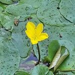 Nymphoides peltata Blomma