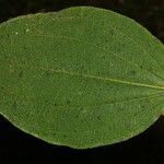 Miconia granatensis Leaf