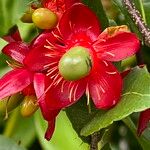 Ochna thomasiana Flower