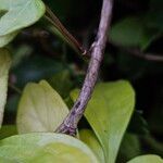 Pachysandra terminalis Bark