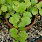 Sphyrospermum buxifolium Liść