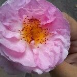 Rosa × damascena Õis
