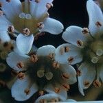 Micranthes rufidula Flower