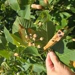 Tilia americanaFruit