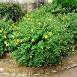 Hypericum × hidcoteense অভ্যাস