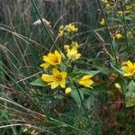 Lysimachia vulgarisFloare