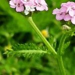 Achillea × roseoalba Blad