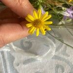 Senecio madagascariensis Λουλούδι