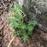 Sedum rupestreLeaf