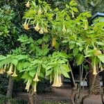 Brugmansia suaveolens Pokrój