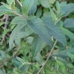 Gutenbergia cordifolia Folio