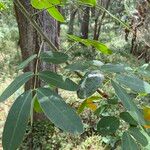 Senna pendula Feuille