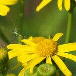 Senecio madagascariensis Flor