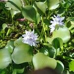 Eichhornia crassipes Lorea