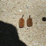 Casuarina equisetifolia Fruit