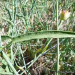 Calystegia longipes Leaf