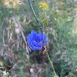 Cichorium endiviaफूल