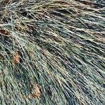 Festuca glauca Leaf