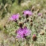 Centaurea stoebeFlor