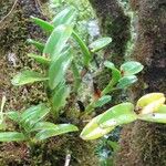 Epidendrum chlorocorymbos অভ্যাস