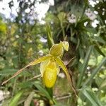 Phragmipedium longifolium Кветка