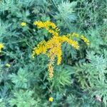 Solidago junceaFlor