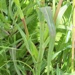 Tragopogon pratensis Folha