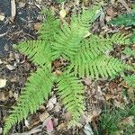 Dryopteris villarii Fulla