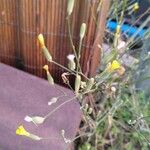 Crepis pulchra Květ