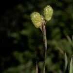Sisyrinchium pearcei Flower
