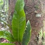 Coelocaryon preussii Leaf