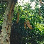 Mucuna urens Casca