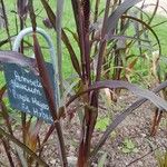 Pennisetum glaucum Folha