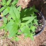 Pycnanthemum verticillatum Leaf