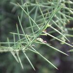 Scutia spicata Leaf