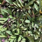Tradescantia spathacea ഇല
