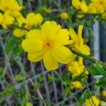 Jasminum nudiflorumЦветок