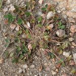 Trifolium suffocatum Libunga
