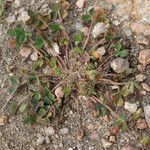 Trifolium suffocatum Habit