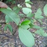 Erythroxylum havanense Leaf